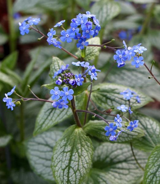 'Brunnera macrophylla 'Silver Heart''